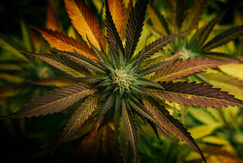 A cannabis plant viewed from above