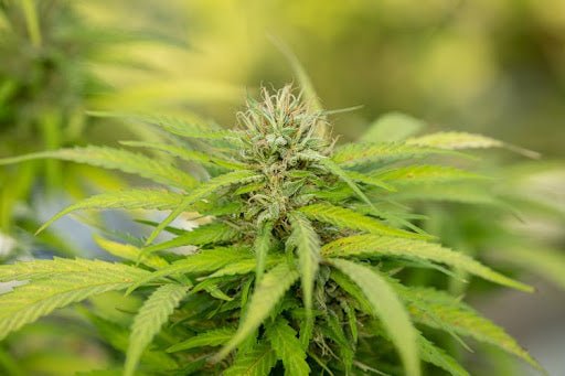 The Rise of the CBD Hemp Cigarette - The Cones Factory