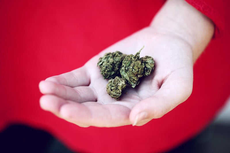 A person holding cannabis in their hand