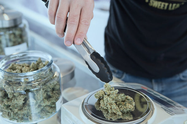 A person placing cannabis flower on a scale