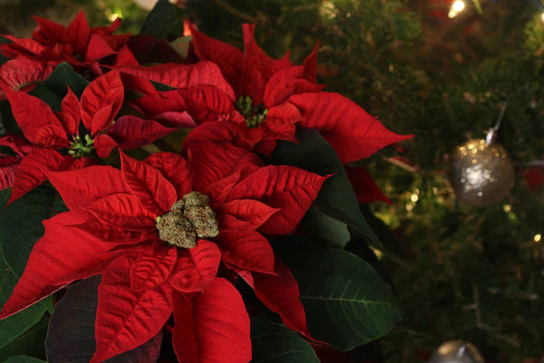 Bouquet of poinsettias with marijuana buds in the center